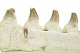 Partial Mosasaur Jaw with Seven Teeth - Morocco #220672-2